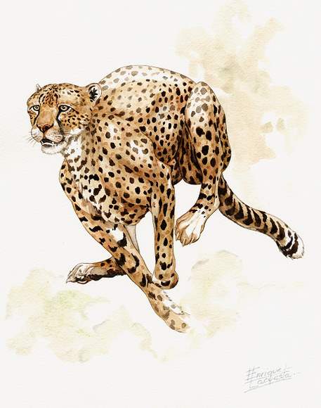 457x580 Cheetah Watercolor Gallery African Wildlife Watercolor Art - Cheetah Watercolor