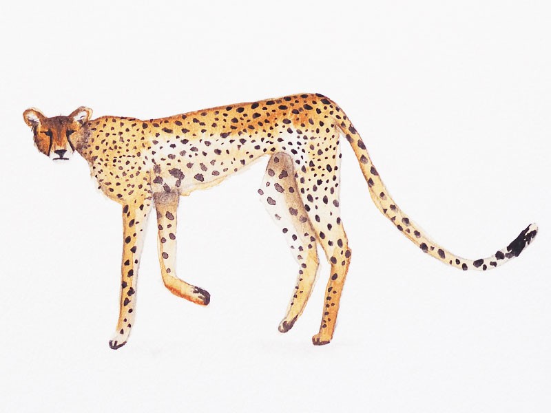 800x600 Cheetah Watercolor Print By Mary Amp The Locks - Cheetah Watercolor