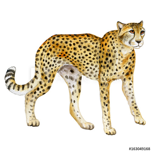 500x500 Cheetah. Watercolor Wild Cat. Animal Silhouette Sketch. Wildlife - Cheetah Watercolor