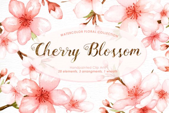 570x382 Cherry Blossom Watercolor Clip Art Spring Flowerflowers Clip Etsy - Cherry Blossom Watercolor