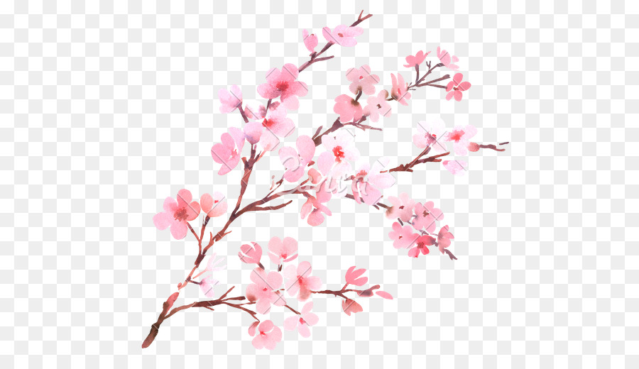 900x520 Cherry Blossom Flower Branch Watercolor Painting - Cherry Blossom Watercolor