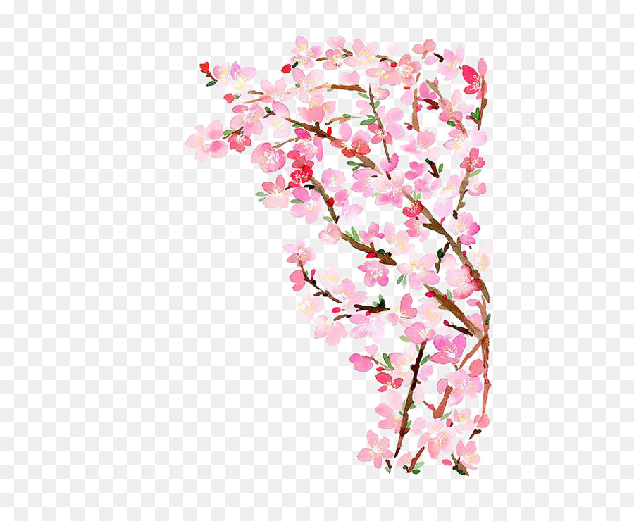 900x740 Paper Cherry Blossom Watercolor Painting - Cherry Blossom Watercolor