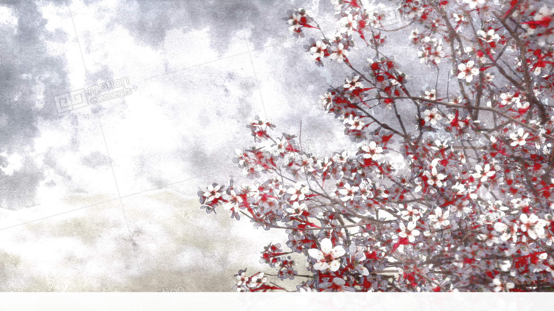 1920x1080 Sakura Cherry Blossom Watercolor Background Stock Animation 11364966 - Cherry Blossom Watercolor
