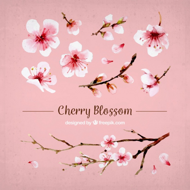 626x626 Set Of Cherry Blossoms And Watercolor Branch Vector Free Download - Cherry Blossom Watercolor