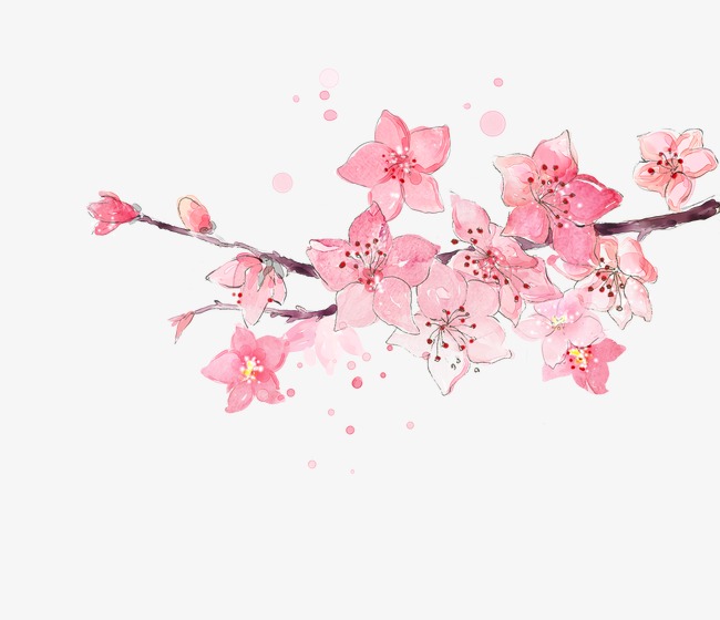 650x560 Watercolor Cherry, Cherry Blossoms, Pink, Watercolor Png And Psd - Cherry Blossom Watercolor