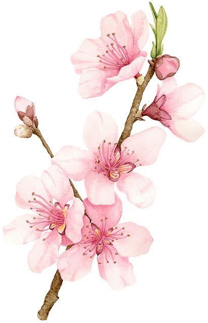 412x640 Watercolour Art - Cherry Blossom Watercolor