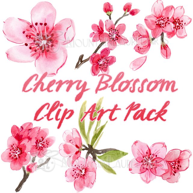 642x642 Cherry Blossom Watercolor Clip Art Scrapbooking Painting Etsy - Cherry Blossom Watercolor Art