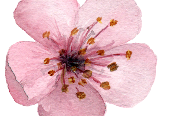 580x386 Cherry Blossom Clipart Chery - Cherry Blossom Watercolor Art