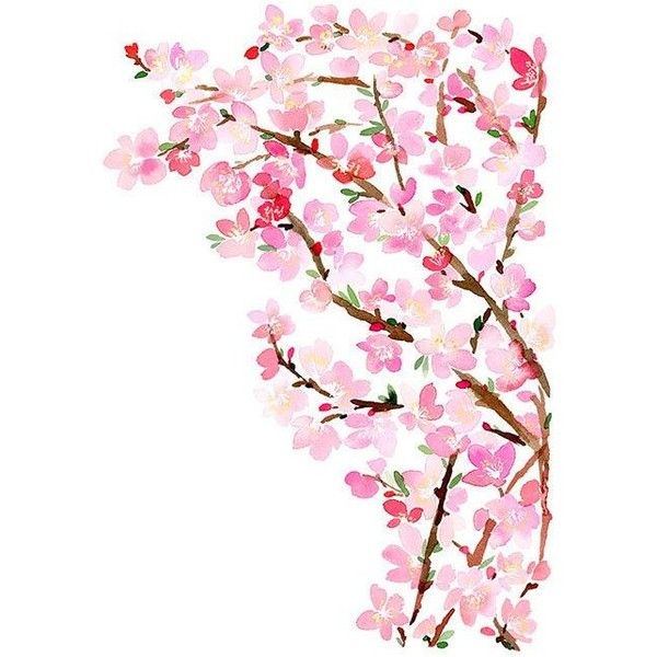 600x600 Cherry Blossoms Watercolor Art Print Liked On Polyvore - Cherry Blossom Watercolor Art