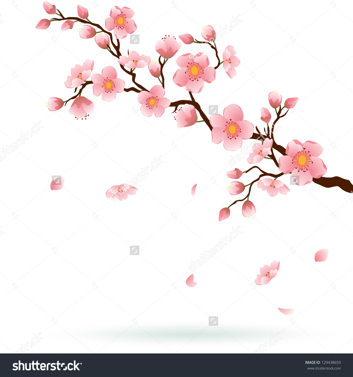 1500x1600 Cherry Blossom Clipart Watercolor - Cherry Blossom Watercolor Art