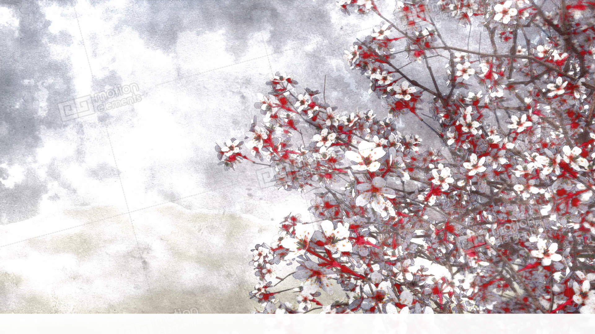 1920x1080 Blooming Sakura Cherry Watercolor Art Style Stock Animation 11364970 - Cherry Blossom Watercolor Art