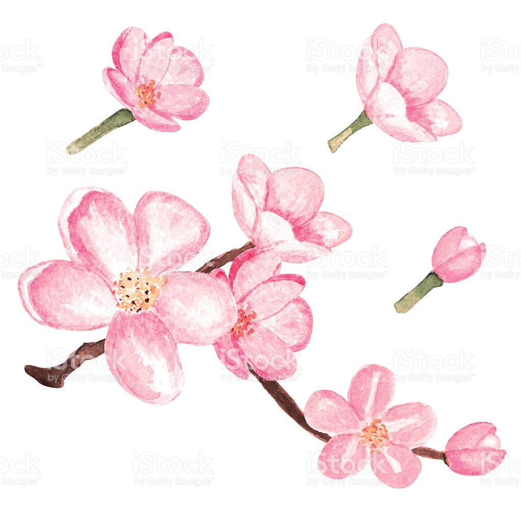 1024x1024 Cherry Blossom Clipart Watercolor 3149721 - Cherry Blossom Watercolor Art