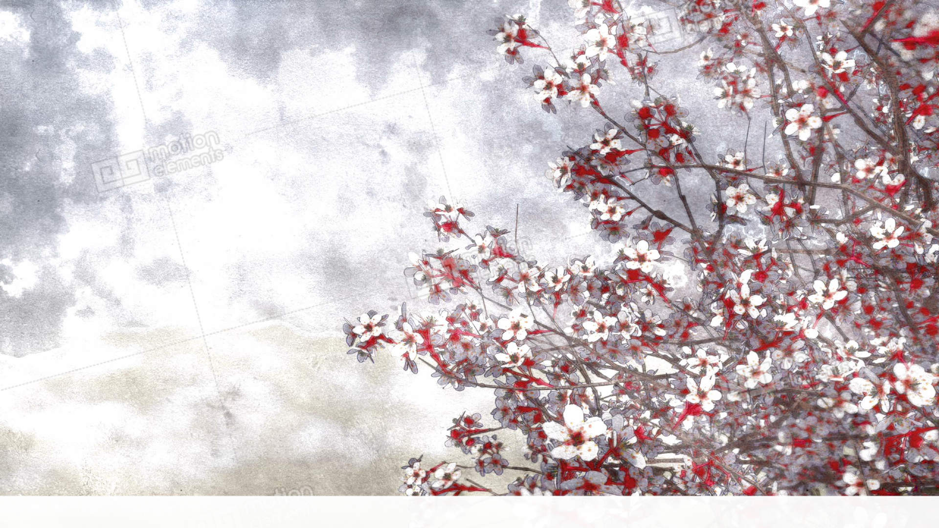 1920x1080 Sakura Cherry Blossom Watercolor Background Stock Animation 11364966 - Cherry Tree Watercolor