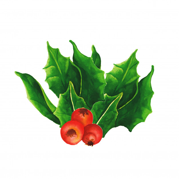 626x626 Hand Drawn Watercolor Christmas Cherry Amp Leafs Vector Free Download - Cherry Watercolor
