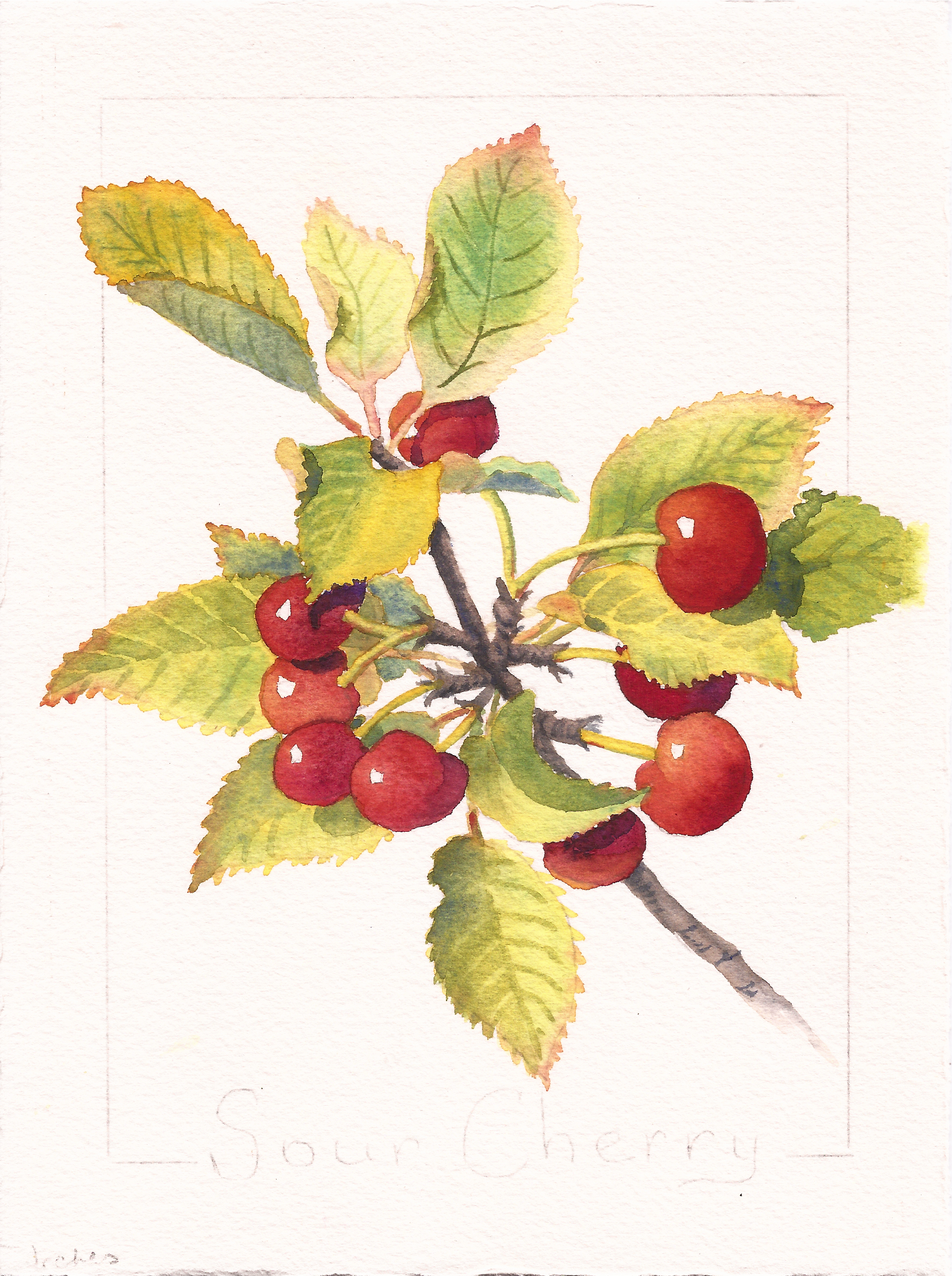 1776x2381 Cherries Ruth Bailey, Artist - Cherry Watercolor