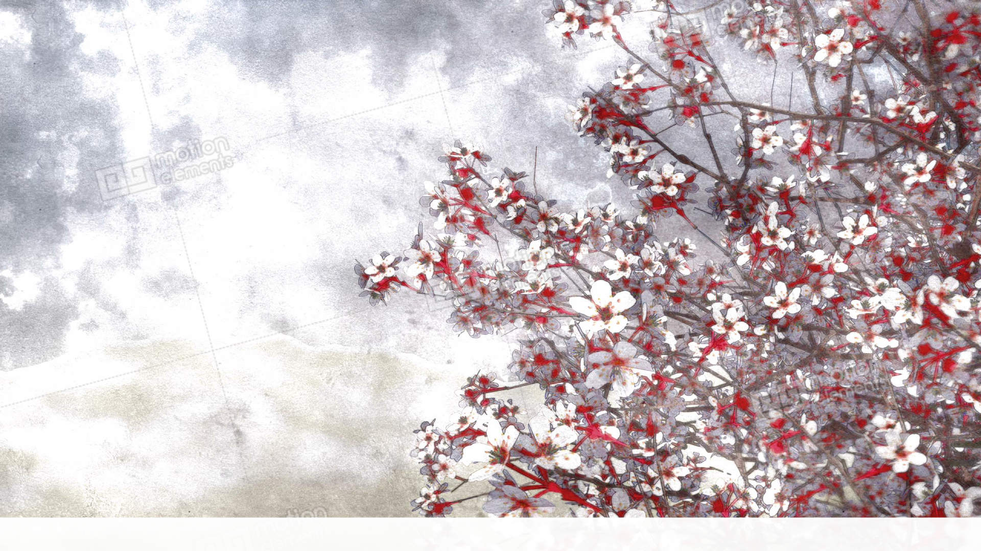 1920x1080 Blooming Sakura Cherry Watercolor Art Style Stock Animation 11364970 - Cherry Watercolor
