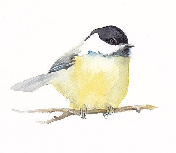 570x495 Chickadee Bird Painting Fine Art Print From By Verbruggewatercolor - Chickadee Watercolor