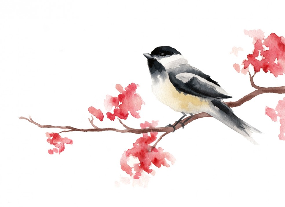 984x715 Chickadee Tracey Cameron Creative - Chickadee Watercolor