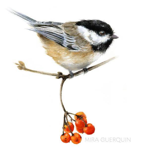570x600 Chickadee Watercolor - Chickadee Watercolor