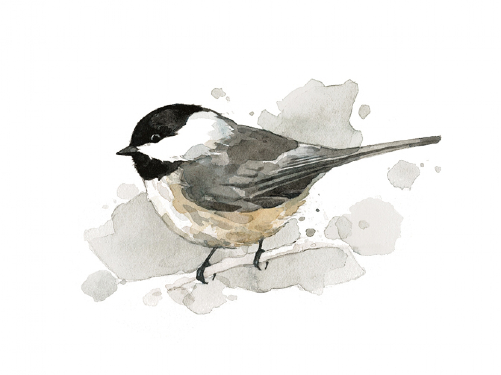 1600x1197 Chickadee Watercolor Print - Chickadee Watercolor