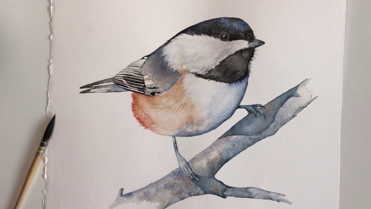 1280x720 Paint A Chickadee In Watercolour - Chickadee Watercolor