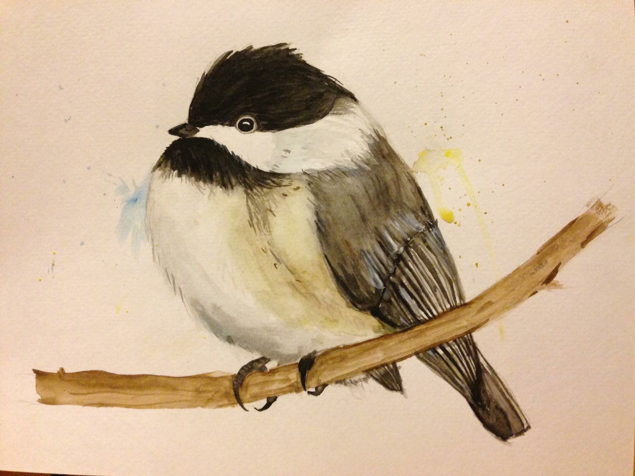 2048x1536 Chickadee Watercolor Painting Done By My Wife Steemit - Chickadee Watercolor Painting