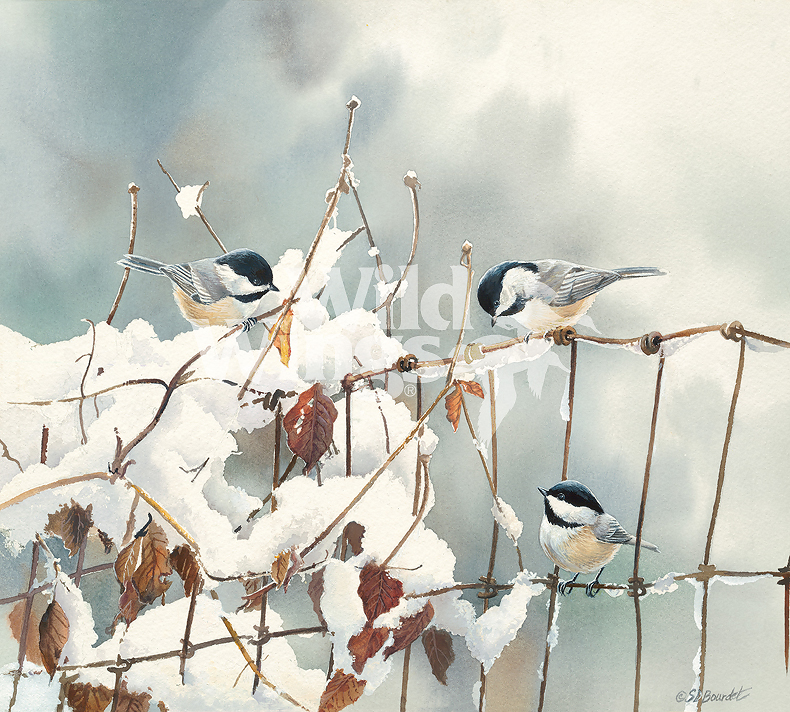 790x712 Chickadee In Winter Clematis Original Watercolor Painting Wild Wings - Chickadee Watercolor Painting