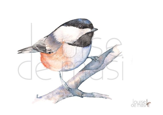 570x404 Chickadee Print Of Watercolor Painting C20717 A4 Size Print Etsy - Chickadee Watercolor Painting