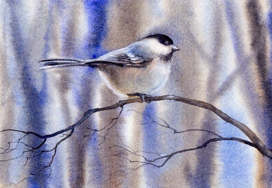 866x600 Barbara Fox - Chickadee Watercolor Painting