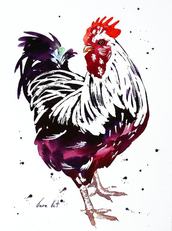 570x765 Rooster Art Chicken - Chicken Watercolor Paintings