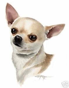 237x300 Chihuahua Dog Watercolor Painting 8 X 10 Art Print Signed Djr Ebay - Chihuahua Watercolor