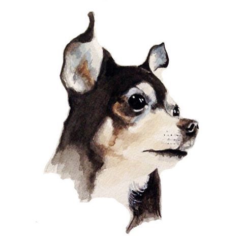 480x480 Petportrait - Chihuahua Watercolor