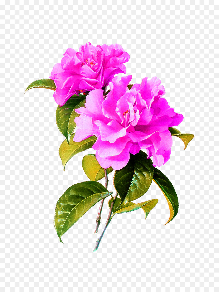 900x1200 China Watercolor Painting Flower Chinese Painting - Chinese Watercolor Flowers