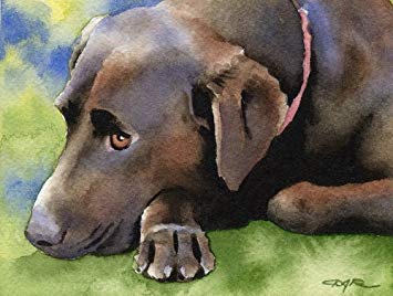 Chocolate Lab Watercolor