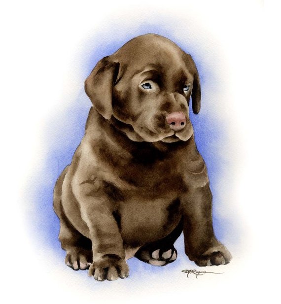 570x617 Chocolate Lab Puppy Labrador Retriever Art Print By Watercolor Etsy - Chocolate Lab Watercolor