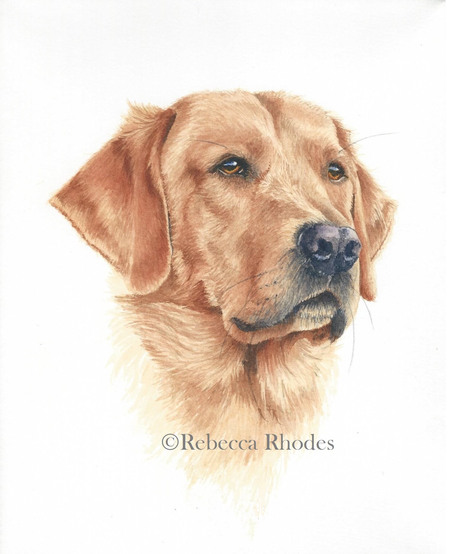 1556x1880 How To Paint A Realistic Retriever Dog In Watercolor - Chocolate Lab Watercolor