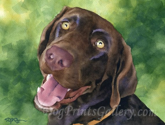 570x431 Chocolate Lab Art Print By Watercolor Artist Dj Rogers Etsy - Chocolate Lab Watercolor