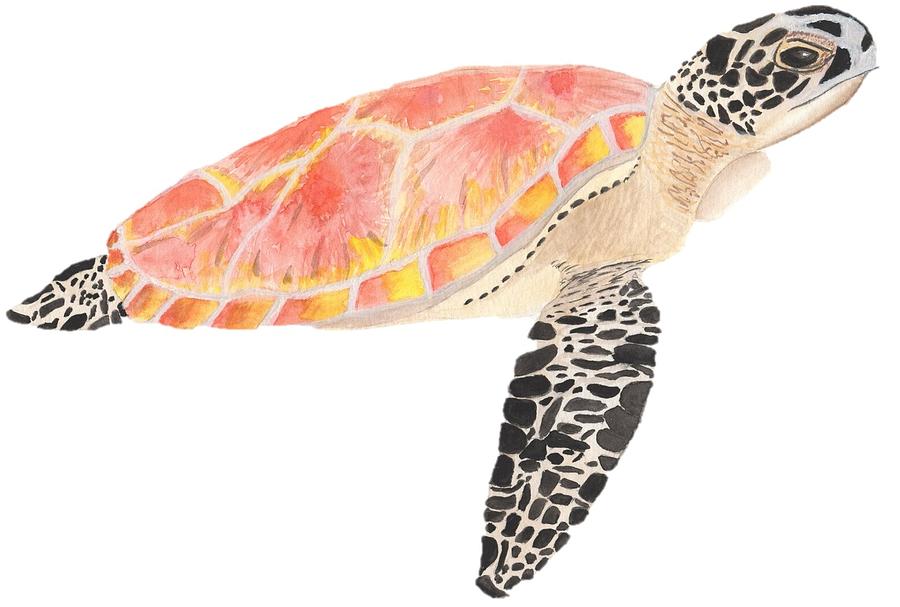 900x607 Original Sea Turtle Watercolor Painting Painting By Christian - Christian Watercolor