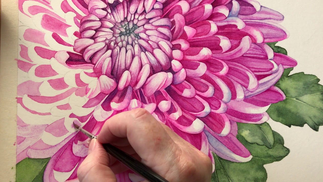 1280x720 Chrysanthemum In Watercolor - Chrysanthemum Watercolor