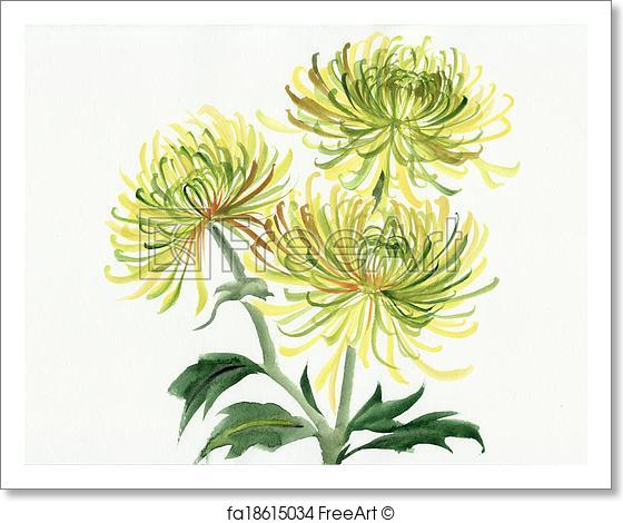 560x470 Free Art Print Of Yellow And Green Chrysanthemum. Watercolor - Chrysanthemum Watercolor
