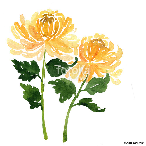 500x500 Two Sketch Watercolor Yellow Chrysanthemum Flowers Stock Photo - Chrysanthemum Watercolor