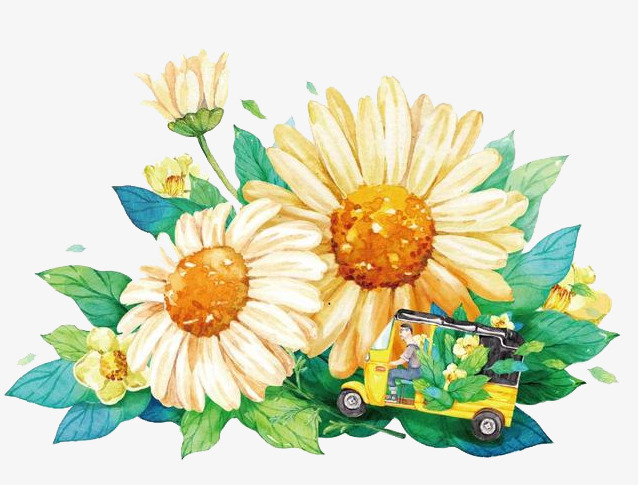 638x485 Watercolor Chrysanthemum, Watercolor Clipart, Cartoon, Hand - Chrysanthemum Watercolor