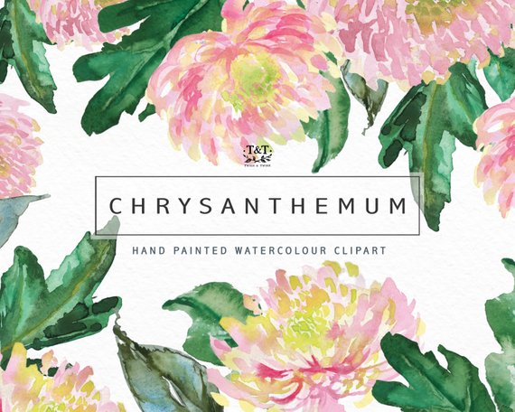 570x456 Watercolor Flower Clip Art Collection Hand Painted Graphics. Etsy - Chrysanthemum Watercolor
