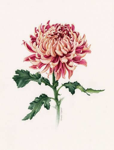 381x500 Josiahs Birth Flower Chrysanthemum Watercolor - Chrysanthemum Watercolor