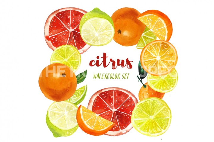 720x479 Set Of Watercolor Citrus Fruits By Elena Dorosh - Citrus Watercolor