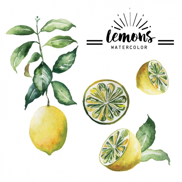 626x626 Watercolor Lemons Collection Vector Free Download - Citrus Watercolor