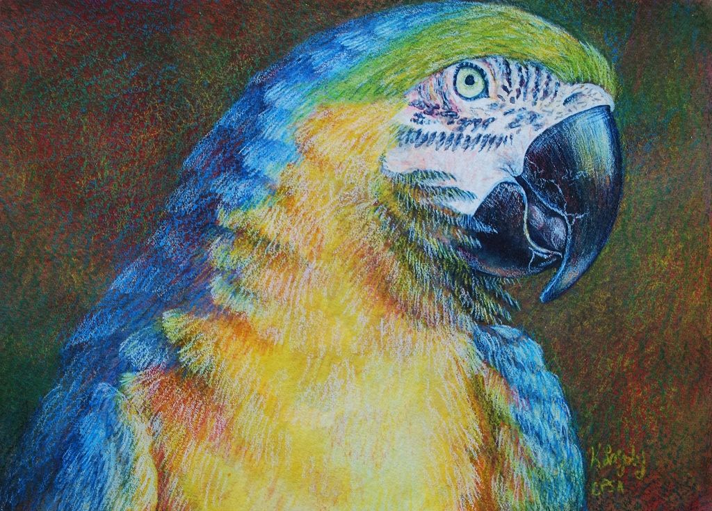 1024x735 How To Use Water Color Pencils With Water Color Paper , 10 X - Colored Pencil On Watercolor Paper