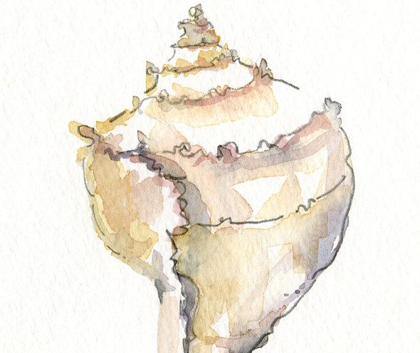 590x496 Conch Shell Watercolor Illustration Art Love Watercolor - Conch Shell Watercolor