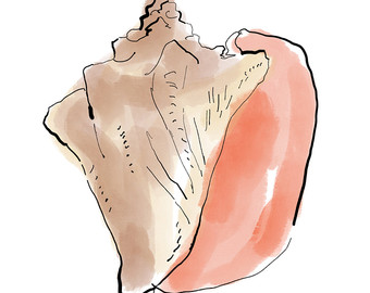 340x270 Conch Shell Painting Etsy - Conch Shell Watercolor