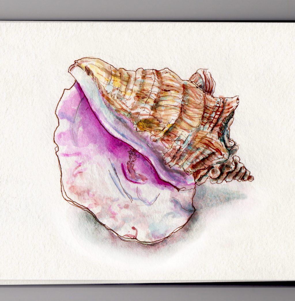 Conch Shell Watercolor at PaintingValley.com | Explore collection of ...